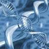 Leptin, Adenoviren und Gene