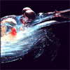 Krill Euphausia superba