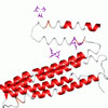 Apoliprotein A-I Milano HDL