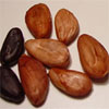 Kakao Flavanol Epicatechin Flavonoide 