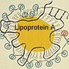 Kakao verbessert Werte von oxidiertem LDL (oxLDL), LDL und HDL
