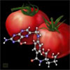 Tomaten Gentechnik Folsäure