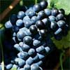 Traubensaft Antioxidantien Flavonoide